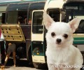 Κ.Τ.Ε.Λ. Κέρκυρας: Έβαλαν σκυλάκι τριών κιλών στις αποσκευές