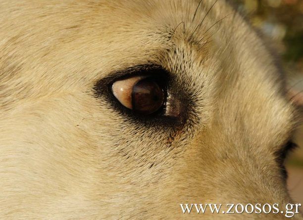 Λέσβος: Έξι σκυλιά νεκρά από φόλες στην Παγανή Μυτιλήνης