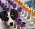 24/4: Παγκόσμια ημέρα για την κατάργηση των πειραμάτων σε ζώα