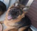 Άλιμος: Βρέθηκε το ένα σκυλί αναζητούν το δεύτερο που χάθηκε ή το έκλεψαν