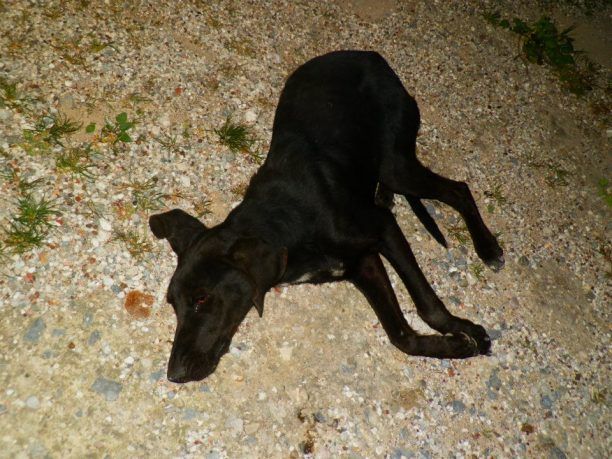 Στις 21-5-2013 η δίκη του 59χρονου που ξυλοκόπησε θανάσιμα τη σκυλίτσα στην Κυπαρισσία
