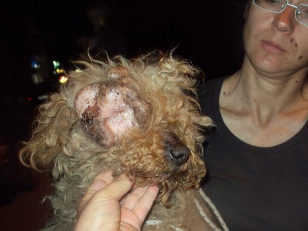 Σαλαμίνα: Παραμορφωμένος & εγκαταλελειμμένος ο σκύλος που βρέθηκε στα Σελήνια