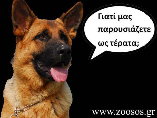 Ο σκύλος που ΔΕΝ κατακρεούργησε 17χρονη στη Νίψα Αλεξανδρούπολης πληρώνει το τίμημα της αντιφιλοζωικής υστερίας