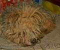 Περιστέρι: Σκύλος εξαθλιωμένος, δεμένος & αναγκαστικά όρθιος επί δύο 24ωρα έξω από σούπερ μάρκετ