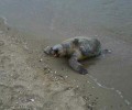 Νεκρή θαλάσσια χελώνα στην παραλία της Αγίας Τριάδας Θεσσαλονίκης
