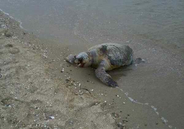 Νεκρή θαλάσσια χελώνα στην παραλία της Αγίας Τριάδας Θεσσαλονίκης