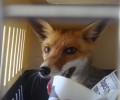 Η αλυσοδεμένη αλεπού από το Κορωπί θα επιστρέψει ελεύθερη στη φύση