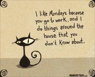 Γιατί η Δευτέρα είναι η αγαπημένη μέρα των γατιών;