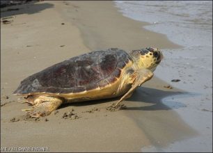 To WWF παραχωρεί τον βιότοπο της caretta προς αξιοποίηση;