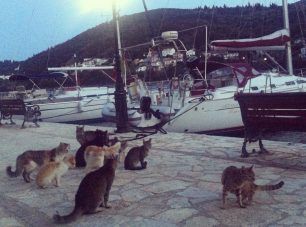 Ψιψίνες στην Ιθάκη