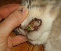 Λευκάδα: Σκότωσε με κλωτσιές τη γάτα ενώ έτρωγε