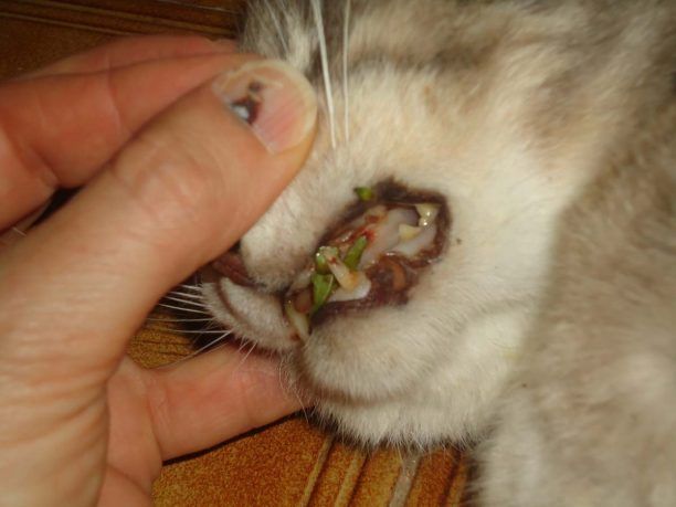 Λευκάδα: Σκότωσε με κλωτσιές τη γάτα ενώ έτρωγε