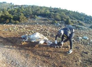 Περδικάκι Αιτωλοακαρνανίας: Ποδηλάτες βοήθησαν την αγελάδα να γεννήσει (βίντεο)