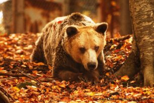 Ο Ανδρέας ο γηραιότερος αρκούδος σε καταφύγιο δεν ζει πια