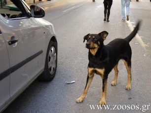 Πετράλωνα: Δικογραφία εις βάρος του άνδρα που πάτησε επίτηδες σκύλο με το Ι.Χ. του