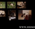 Καρδίτσα: Γεμάτο με σκάγια το κορμί της πυροβολημένης σκυλίτσας