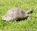Πιερία: Κατάσχεσαν 63 χελώνες από παράνομο κέντρο περίθαλψης άγριων ζώων