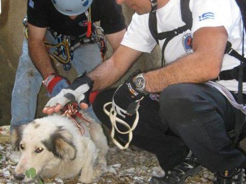 Φθιώτιδα: Απεγκλώβισαν τον σκύλο από το φαράγγι Κωσταλέξι