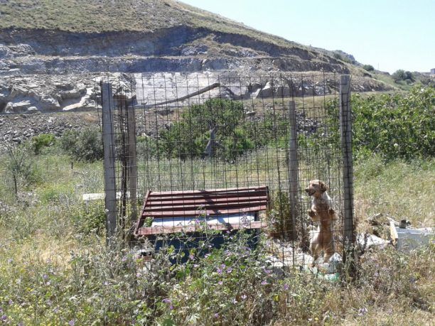 Λήμνος: Σκύλος σε κλουβί κάτω από τον ήλιο χωρίς τροφή και νερό