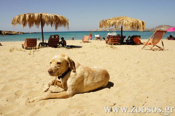 Και στην Πάρο μαθήματα φιλοζωίας σε 977 μαθητές