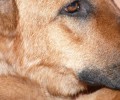 Πρέβεζα: Από τοξικό δηλητήριο ο ακαριαίος θάνατος σκύλου στην Καστροσυκιά