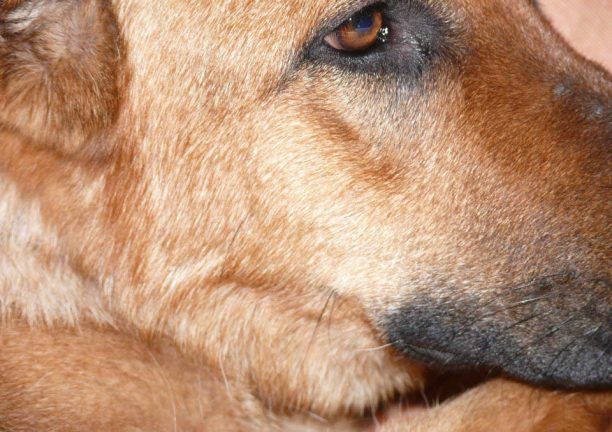 Πρέβεζα: Από τοξικό δηλητήριο ο ακαριαίος θάνατος σκύλου στην Καστροσυκιά