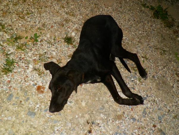 Κυπαρισσία: Το 2014 η δίκη του άντρα που ξυλοκόπησε μέχρι θανάτου μια σκυλίτσα