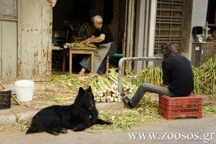 Ο Λύκος, ο σκύλος που προσέχει τις πλεξούδες με τα σκόρδα