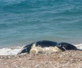 Ρόδος: Νεκρή αγελάδα στην παραλία της Ψαροπούλας