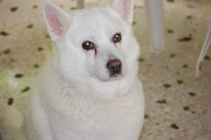 Χάθηκε θηλυκός λευκός σκύλος στο Ηράκλειο Αττικής