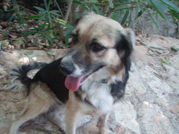 Χάθηκε σκύλος στο Πεδίον του Άρεως στην Αθήνα