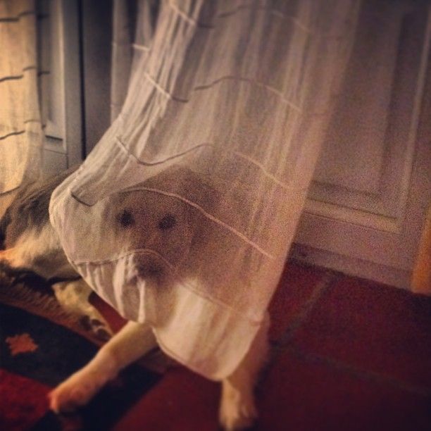 Πάρης: Το σκυλί φάντασμα!