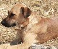 Βρέθηκε - Χάθηκε σκύλος στο Ψυχικό Αττικής