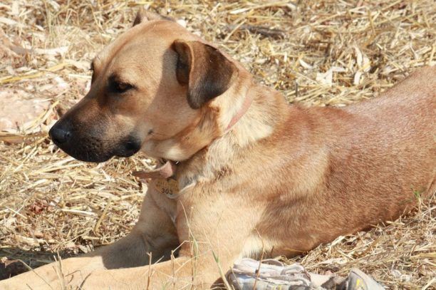 Βρέθηκε - Χάθηκε σκύλος στο Ψυχικό Αττικής