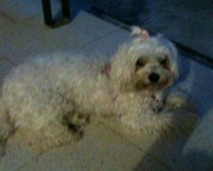 Χάθηκε θηλυκός σκύλος ράτσας Μαλτέζ στον Εύοσμο Θεσσαλονίκης