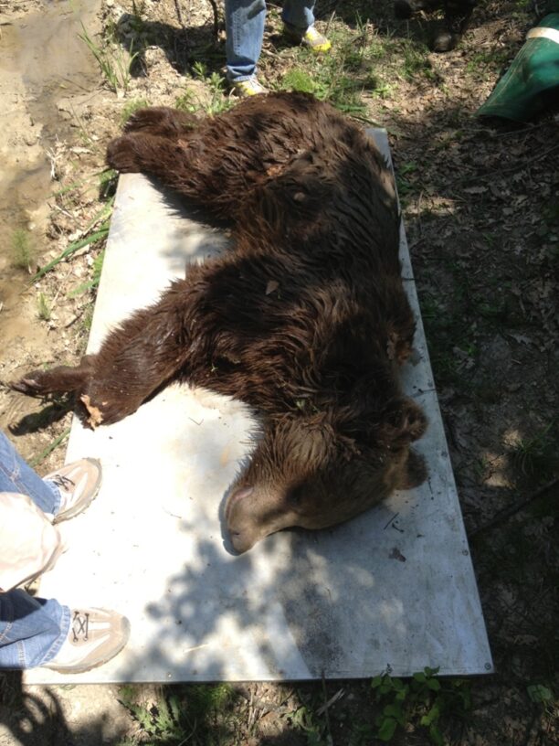 Κοζάνη: Άλλη μια αρκούδα τραυματίστηκε στην Εγνατία Οδό
