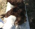 Κοζάνη: Έκαναν ευθανασία στην αρκούδα που χτυπήθηκε από Ι.Χ. στην Εγνατία Οδό