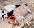 Ζάκυνθος: Εκτέλεσε τον σκύλο στο κεφάλι μέσα στην αυλή του σπιτιού του