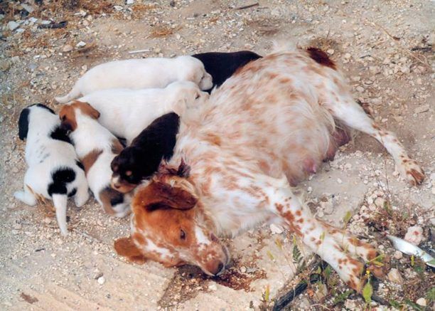 Ζάκυνθος: Εκτέλεσε τον σκύλο στο κεφάλι μέσα στην αυλή του σπιτιού του