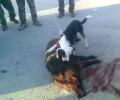 Γιάννενα: Κυνηγοί - σαδιστές βασανίζουν με τα σκυλιά τους γουρούνια (βίντεο)