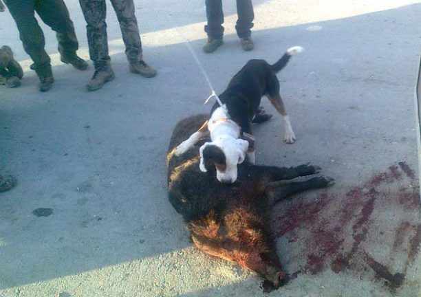 Γιάννενα: Κυνηγοί - σαδιστές βασανίζουν με τα σκυλιά τους γουρούνια (βίντεο)