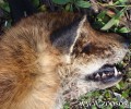 Κρούσμα λύσσας σε αλεπού και στη Σίνδο Θεσσαλονίκης