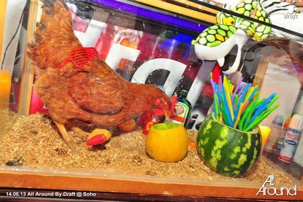 Δράμα: Κότα σε γυάλα ως ντεκόρ σε μπαρ