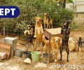 Απειλεί τους πάντες για τα γέρικα σκυλιά που φιλοξενεί η ΕΡΤ στο Ραδιομέγαρο στην Αγία Παρασκευή (βίντεο)