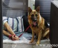 O διαδηλωτής σκύλος ξαποσταίνει στο Ραδιομέγαρο της ΕΡΤ