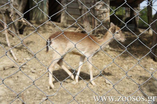 Χανιά: Αδιαφόρησαν για το ετοιμόγεννο Κρι – Κρι