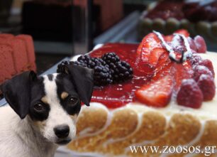 Ένα καφεζαχαροπλαστείο για δίποδους και τετράποδους (βίντεο)