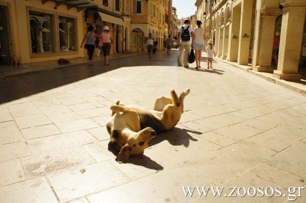 Ηλιοθεραπεία κάτω από τον καυτό ήλιο…