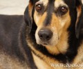 Ο σκύλος του τσοπάνη βρήκε τον 32χρονο αγνοούμενο στις Ράχες Φθιώτιδας