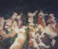 Γαλατάς Αιτωλοακαρνανίας: Εξόντωσαν με φόλες τις δεκάδες γάτες που φρόντιζε
